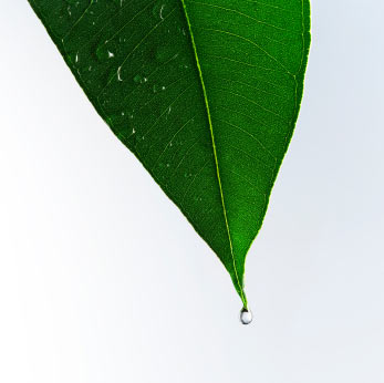 eucalyptus leaf