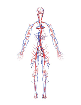 Arteries and Veins