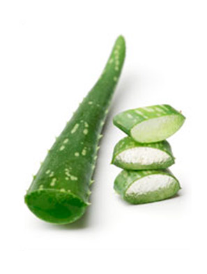 Aloe Vera Plant