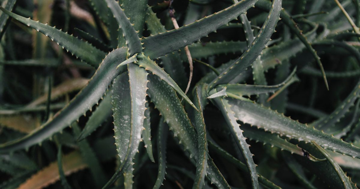 Aloe Vera for Glossy Hair.